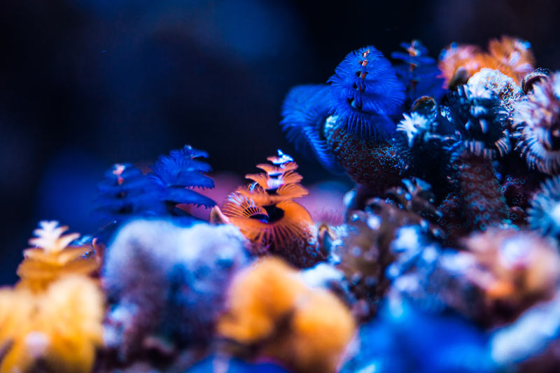 Bewohner im Meerwasseraquarium
