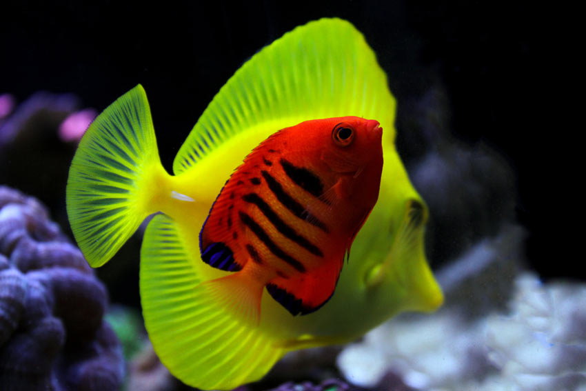 Meerwasser Zierfische