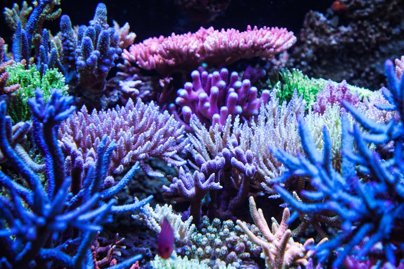 Bild tolles Meerwasseraquarium