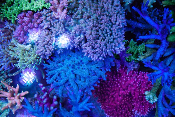 Bild Korallenwachstum im Meerwasseraquarium mit Triton Methode
